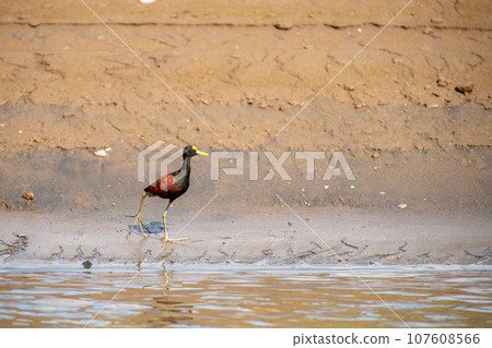 Scenery with wild birds in Costa Rica (American Flycatcher) Scenery with wild birds in Costa Rica (American Flycatcher) 107608566