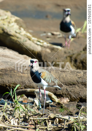 Scenery with wild birds in Costa Rica (Nanbei lapwing) 107608581