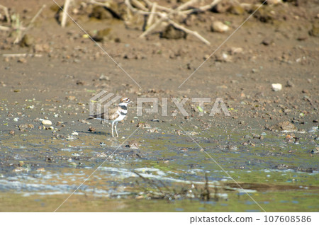 Scenery with wild birds in Costa Rica (Big-tailed Plover) 107608586