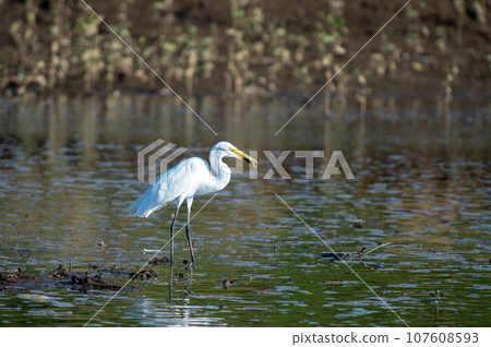 哥斯大黎加野鳥風景(大白鷺捕食魚類) 哥斯大黎加野鳥風景(大白鷺捕食魚類) 107608593