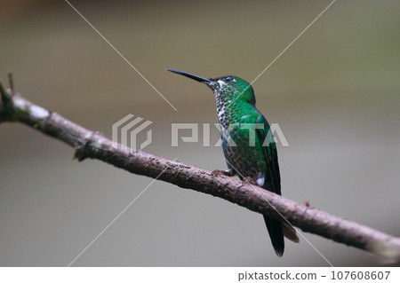 哥斯大黎加的野生鳥類(綠嘴蜂鳥) 哥斯大黎加的野生鳥類(綠嘴蜂鳥) 107608607