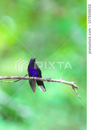 哥斯達黎加的野生鳥類(紫色蜂鳥) 哥斯達黎加的野生鳥類(紫色蜂鳥) 107608608