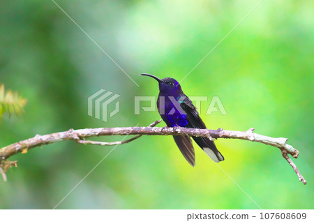 哥斯達黎加的野生鳥類(紫色蜂鳥) 哥斯達黎加的野生鳥類(紫色蜂鳥) 107608609