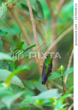 哥斯大黎加的野生鳥類(綠嘴蜂鳥) 哥斯大黎加的野生鳥類(綠嘴蜂鳥) 107608610