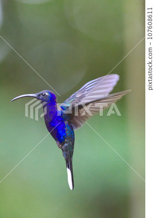哥斯達黎加的野生鳥類(紫色蜂鳥) 哥斯達黎加的野生鳥類(紫色蜂鳥) 107608611