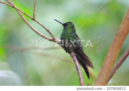 哥斯大黎加的野生鳥類(綠嘴蜂鳥) 哥斯大黎加的野生鳥類(綠嘴蜂鳥) 107608612