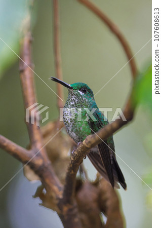 Wild bird of Costa Rica (Green-billed Hummingbird) Wild bird of Costa Rica (Green-billed Hummingbird) 107608613