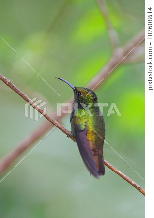 Wild bird of Costa Rica (Doubo-breasted hummingbird) Wild bird of Costa Rica (Doubo-breasted hummingbird) 107608614