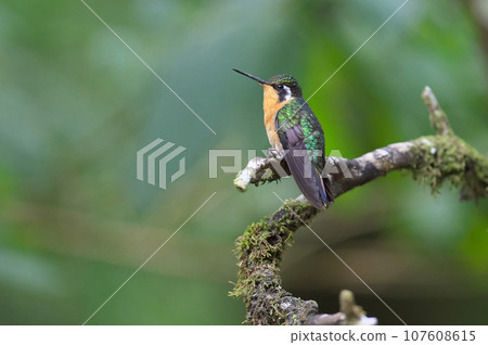 Wild bird of Costa Rica (Fuji-throated hummingbird) Wild bird of Costa Rica (Fuji-throated hummingbird) 107608615