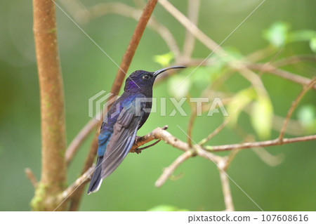 Wild bird of Costa Rica (purple hummingbird) 107608616