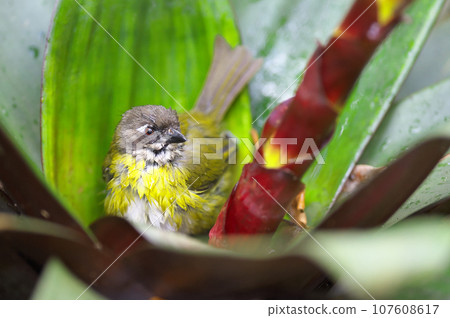 Wild birds of Costa Rica (bathing butterfly) Wild birds of Costa Rica (bathing butterfly) 107608617