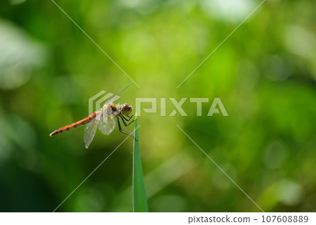 A red dragonfly perches on the tip of a green onion in a home garden in late autumn A red dragonfly perches on the tip of a green onion in a home garden in late autumn 107608889