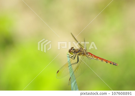 A red dragonfly perches on the tip of a green onion in a home garden in late autumn A red dragonfly perches on the tip of a green onion in a home garden in late autumn 107608891