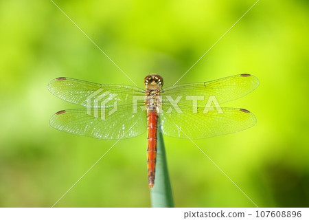 A red dragonfly perches on the tip of a green onion in a home garden in late autumn A red dragonfly perches on the tip of a green onion in a home garden in late autumn 107608896