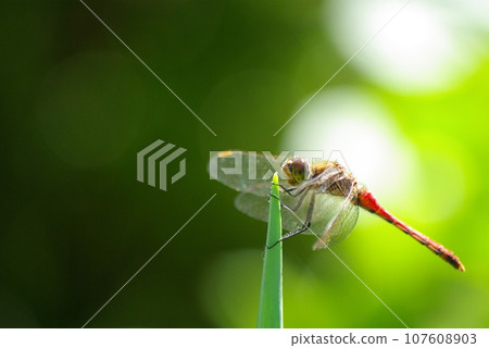A red dragonfly perches on the tip of a green onion in a home garden in late autumn A red dragonfly perches on the tip of a green onion in a home garden in late autumn 107608903