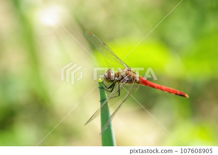 A red dragonfly perches on the tip of a green onion in a home garden in late autumn 107608905