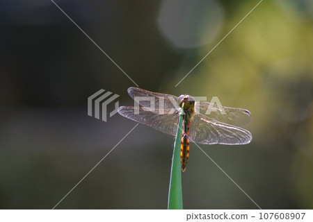 A red dragonfly perches on the tip of a green onion in a home garden in late autumn 107608907