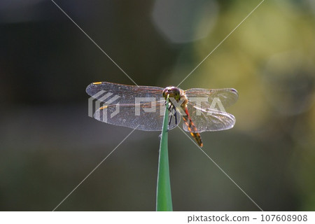 A red dragonfly perches on the tip of a green onion in a home garden in late autumn A red dragonfly perches on the tip of a green onion in a home garden in late autumn 107608908