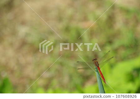 A red dragonfly perches on the tip of a green onion in a home garden in late autumn 107608926