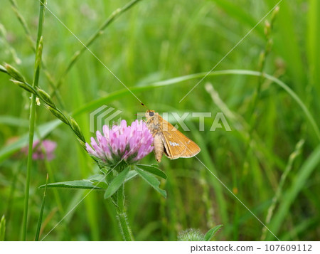 Red clover sucking nectar on the Arakawa riverbed Red clover sucking nectar on the Arakawa riverbed 107609112