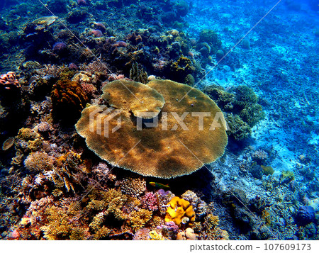 Okinawa, Kerama Islands, Zamami, summer Anke Nashiki Island snorkeling 107609173