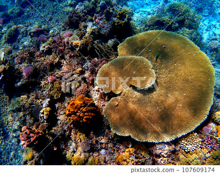 Okinawa, Kerama Islands, Zamami, summer Anke Nashiki Island snorkeling 107609174