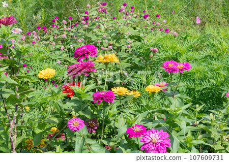 Zinnia Flower Zinnia Flower 107609731