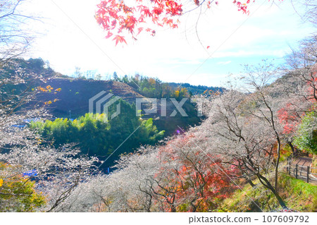 河見四季櫻之裡，四季櫻花和紅葉美麗的地方 107609792