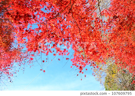 Beautiful autumn leaves and shikizakura at Kawami Shikizakura no Sato 107609795