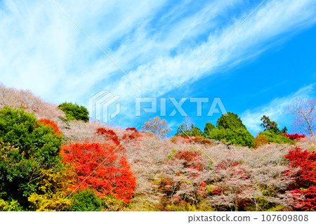 Kawami Shikizakura no Sato, a place with beautiful seasonal cherry blossoms and autumn leaves Kawami Shikizakura no Sato, a place with beautiful seasonal cherry blossoms and autumn leaves 107609808