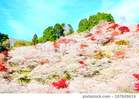 河見四季櫻之里美麗的季節性櫻花和秋葉 河見四季櫻之里美麗的季節性櫻花和秋葉 107609814