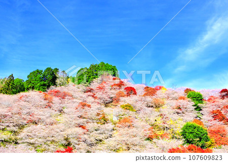 Kawami Shikizakura no Sato, a place with beautiful seasonal cherry blossoms and autumn leaves Kawami Shikizakura no Sato, a place with beautiful seasonal cherry blossoms and autumn leaves 107609823