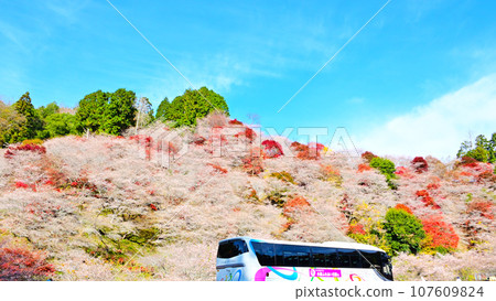 Kawami Shikizakura no Sato, a place with beautiful seasonal cherry blossoms and autumn leaves Kawami Shikizakura no Sato, a place with beautiful seasonal cherry blossoms and autumn leaves 107609824