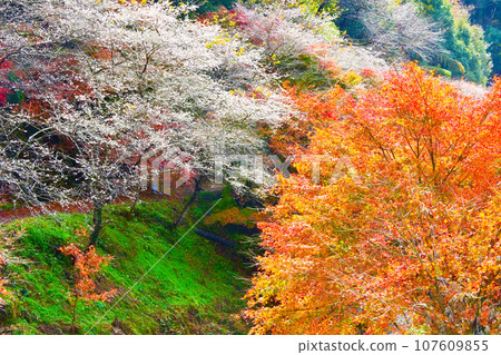柿貝散步道,美麗的季節性櫻花和紅葉 柿貝散步道,美麗的季節性櫻花和紅葉 107609855