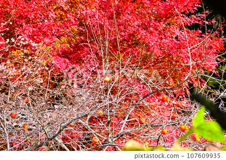 秋葉、柿子樹和式櫻 107609935
