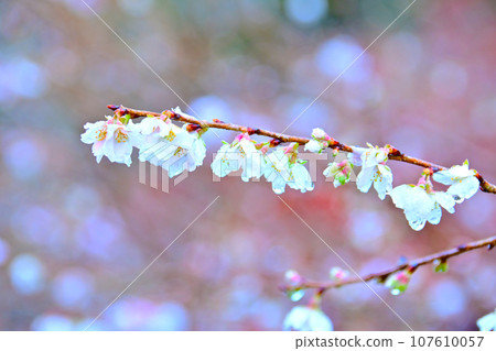 Beautiful seasonal cherry blossom petals wet with morning dew 107610057