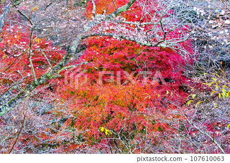 秋葉美麗的柿貝散步道 107610063