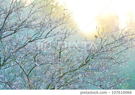 Kakigairi promenade with seasonal cherry blossoms and autumn leaves shining in the morning sun Kakigairi promenade with seasonal cherry blossoms and autumn leaves shining in the morning sun 107610066