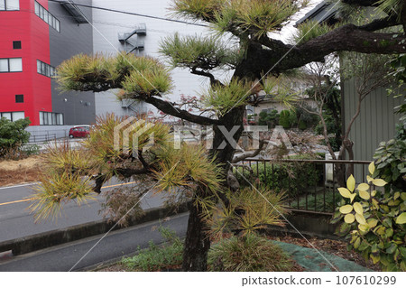 Pine trees weakened by pine blight 107610299