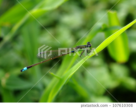 Aomonito dragonfly that lives on the Arakawa riverbed Aomonito dragonfly that lives on the Arakawa riverbed 107610308