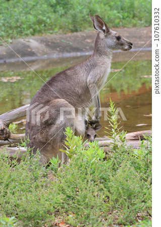 袋鼠父母和孩子,小袋鼠從胃袋偷看 袋鼠父母和孩子,小袋鼠從胃袋偷看 107610332