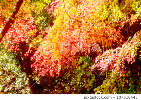 Kakigairi promenade with beautiful autumn leaves 107610445
