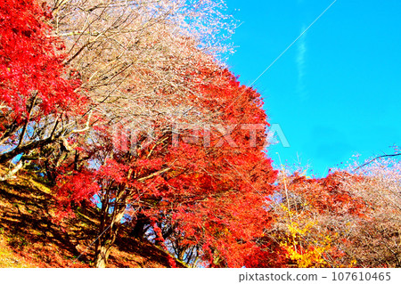 Beautiful autumn leaves and shikizakura at Kawami Shikizakura no Sato 107610465