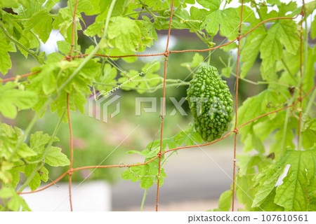 Bitter melon summer vegetable image 107610561