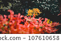 red and yellow spider lily 107610658