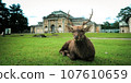 Deer in Nara Park 107610659