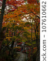 Maple leaves which turned red leaves 107610662