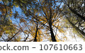 Autumn forest 107610663