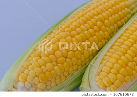 新鮮玉米白色背景素材 新鮮玉米白色背景素材 107610678