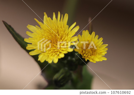 鹿角花的特寫 107610692